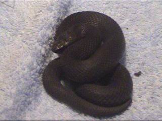 Melanistic Female European Adder(Vipera berus)-2004.JPG [14 Kb]